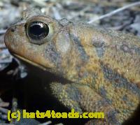 /home//u458753944/public_html/sourcegallery//Roxborough Toad Detour/2013-2019/2013/2013-04-09/P1120043.JPG